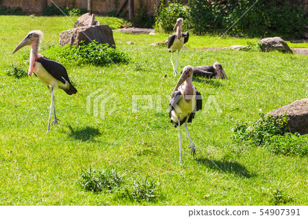 African birds. Stork Marabou in the summertime African birds. Stork Marabou in the summertime 54907391