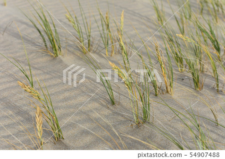Dune Grass Blowing In Wind On Rippled Sand Dune Grass Blowing In Wind On Rippled Sand 54907488