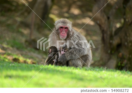 日本猴子的父母和孩子 54908272