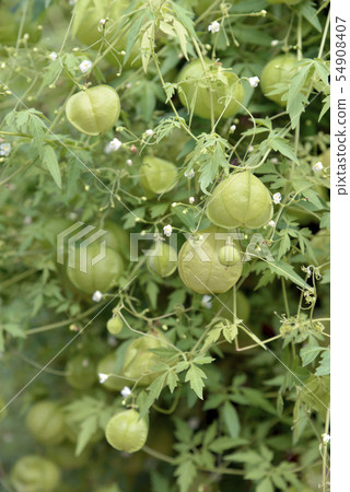 富森克魯茲 54908407