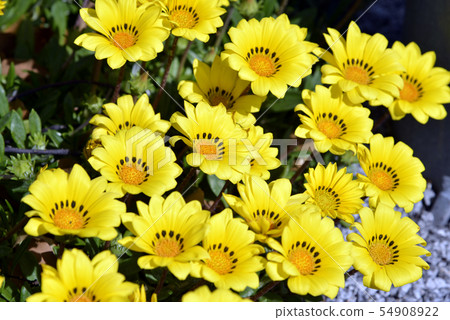 Yellow flower 54908922