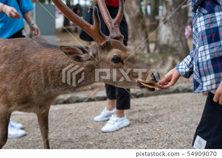 Nara deer feeding 54909070