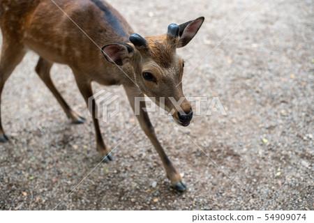Deer in Nara Park 54909074