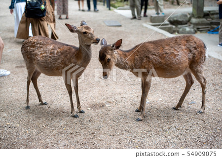 Kasuga Taisha deer 54909075