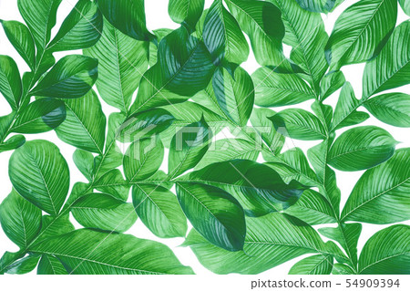 Green Leaves background, Green Leaves background, 54909394