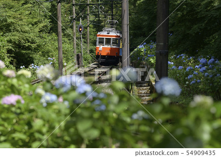 箱根登山鐵道和繡球花[神奈川]在宮下附近[2019] 54909435