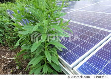 Solar power plant surrounded by weeds Solar power plant surrounded by weeds 54909569