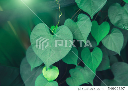 Heart shaped green crinkly leaf of coral vine or Heart shaped green crinkly leaf of coral vine or 54909897
