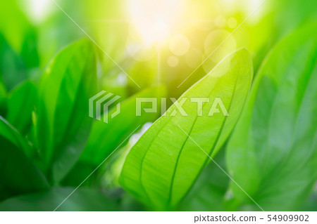 Green leaves and sun in spring green leaves on a 54909902