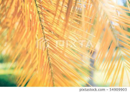 Blurry background, yellow palm leaf. Blurry background, yellow palm leaf. 54909903