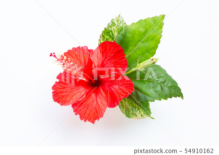 Beautiful red hibiscus flower in full bloom  54910162