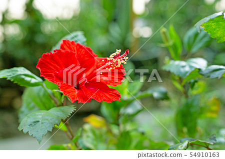 Red hibiscus flower in full bloom. 54910163