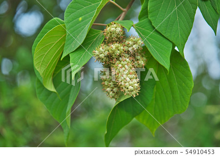 Fruit of Akamegashiwa which became thick and plump Fruit of Akamegashiwa which became thick and plump 54910453
