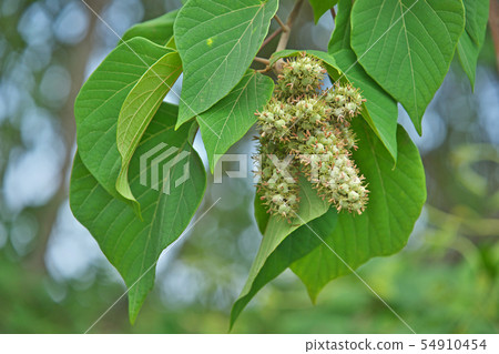 Akamegashiwa的果實變得厚實和豐滿 Akamegashiwa的果實變得厚實和豐滿 54910454