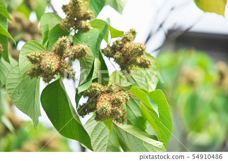 Akamegashiwa的果實變得厚實和豐滿 54910486