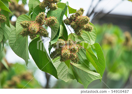 Akamegashiwa的果實變得厚實和豐滿 54910487