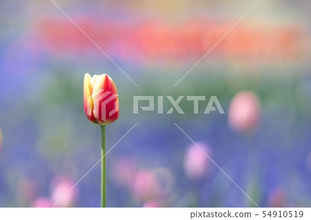A flower field in Takino Suzuran Park A flower field in Takino Suzuran Park 54910519