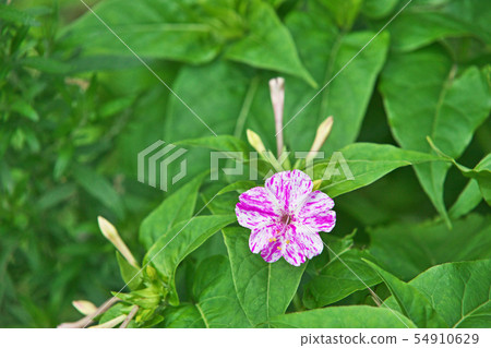 紅色和白色混合Oshiroibana花 54910629