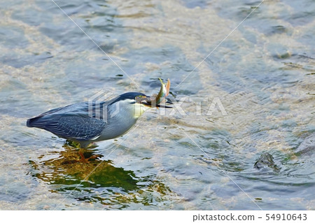 The sago fish which got the beautiful marriage color Oikawa The sago fish which got the beautiful marriage color Oikawa 54910643