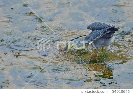 The sago fish which got the beautiful marriage color Oikawa 54910645
