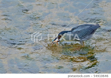 The sago fish which got the beautiful marriage color Oikawa 54910646