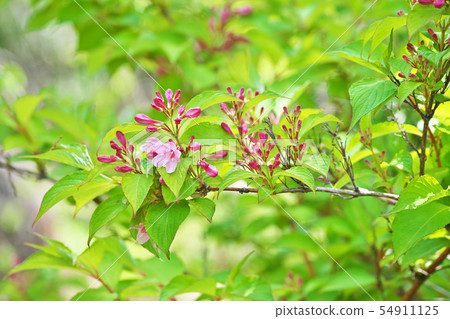 Pink rosewood basket Pink rosewood basket 54911125