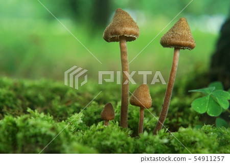 Four cute mushrooms 54911257