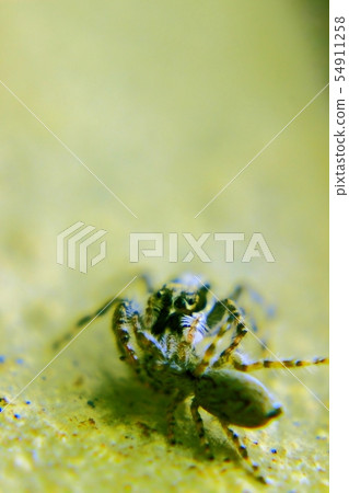 Battle of the fly spider 54911258