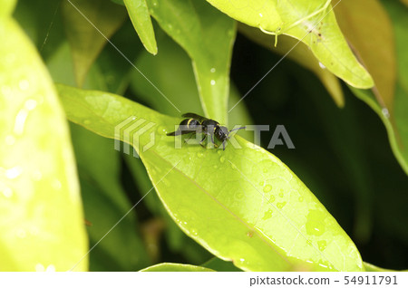 Catfly Drool 54911791