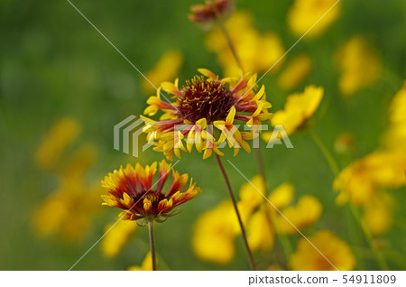 快樂的顏色Guylardia 快樂的顏色Guylardia 54911809