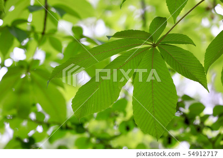 Early summer, fresh green image 54912717