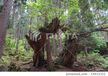 Stock chest Stock chest 54913352