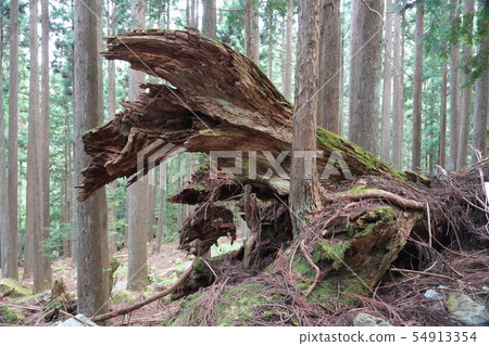 Stock chest Stock chest 54913354