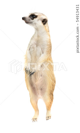 cute meerkat ( Suricata suricatta ) isolated cute meerkat ( Suricata suricatta ) isolated 54913431