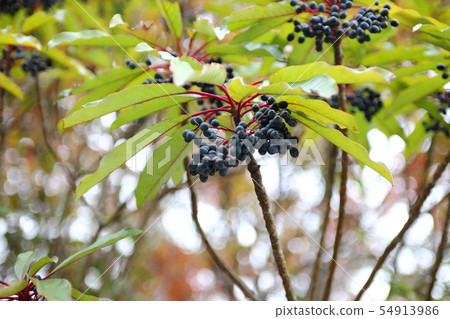 The black fruit of Ikko Park Yuzuriha 54913986