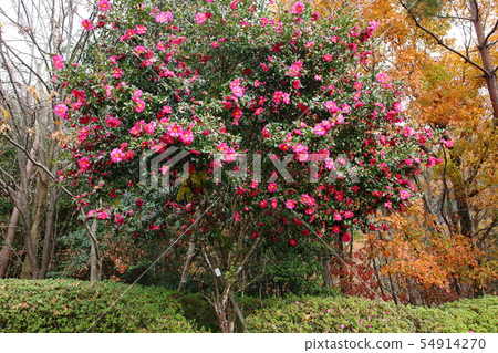 和泉公園sasanka花 54914270