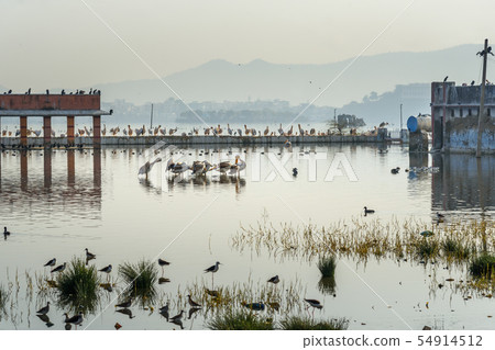Migratory Pelican Birds and Egrets on Lake 54914512