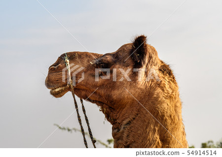 Camel on the street in Ajmer. India 54914514