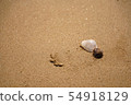 Seashell 54918129