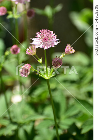 Thin pink aslantia mayor 54918208