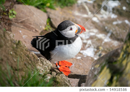 Wild Atlantic puffin seabird in the auk family. 54918586