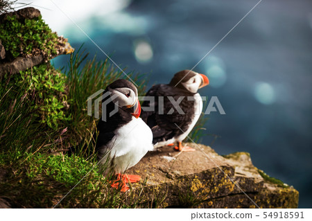Wild Atlantic puffin seabird in the auk family. 54918591