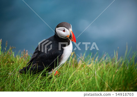 Wild Atlantic puffin seabird in the auk family. 54918703