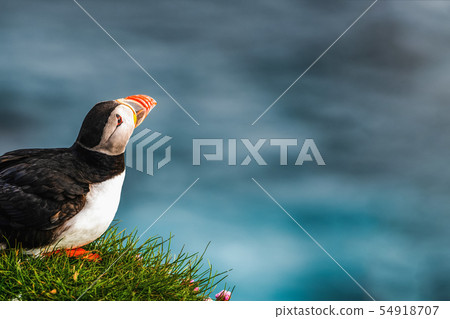 Wild Atlantic puffin seabird in the auk family. 54918707