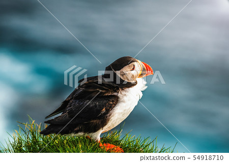 Wild Atlantic puffin seabird in the auk family. Wild Atlantic puffin seabird in the auk family. 54918710