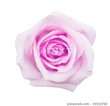 pink rose isolated on white background, soft focus 54918760