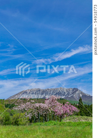 大山和櫻花 54918773