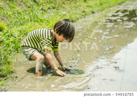 Rice planting experience Farmer Children Rice planting experience Farmer Children 54918785