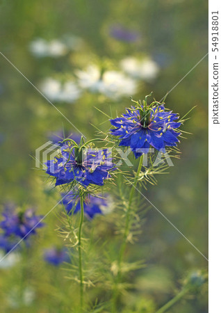 Scarlet Nigella 54918801