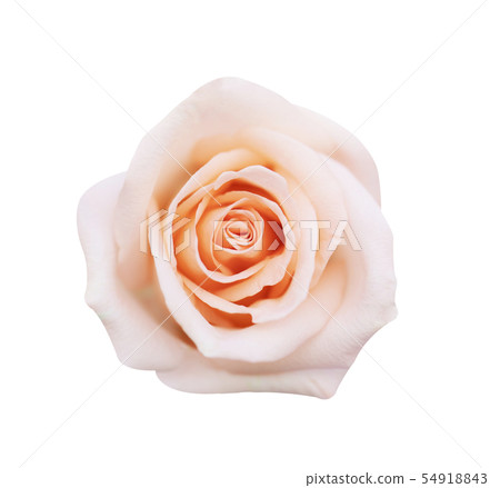pink rose isolated on white background, soft focus 54918843